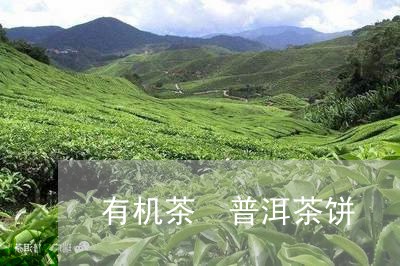 有机茶 普洱茶饼/2023041254149